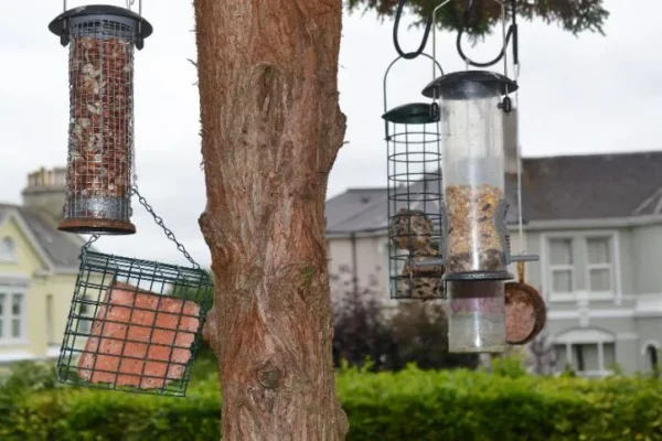 Bird feeders hanging from a tree in the garden at Chatsworth