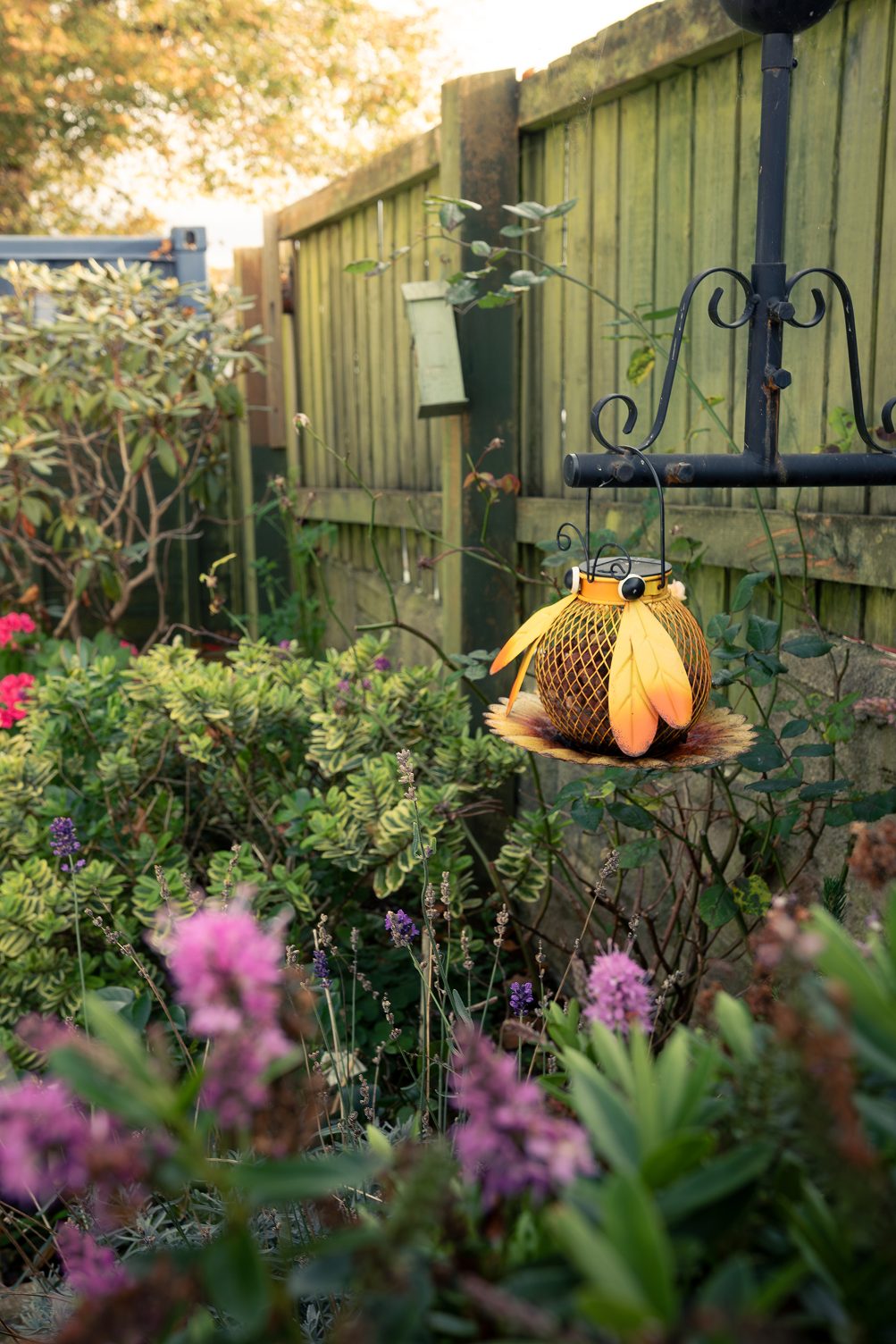 The patio garden at The Elms with lavender, shrubs and a hanging lantern